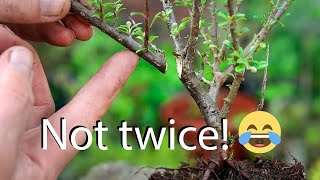 How to style cotoneaters for bonsai from nursery stock [upl. by Elehcim540]