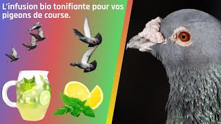 L’infusion bio tonifiante pour vos pigeons de course [upl. by Eiramaneet]