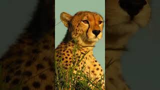 cheetah the fastest animal in the world [upl. by Ennail120]