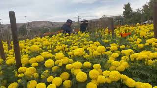 small flower farm￼ [upl. by Jonme]