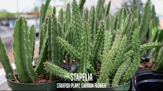 Stapelia the Starfish Plant and Carrion Flower [upl. by Koby372]