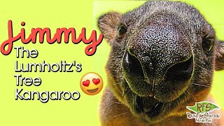 Lumholtzs Tree Kangaroo Meet Jimmy  RAINFORESTATION [upl. by Perkins]