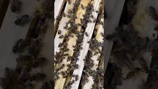 ASMR Bees in the hive beelife farming agriculture honeybee bees beekeeping [upl. by Felicle]