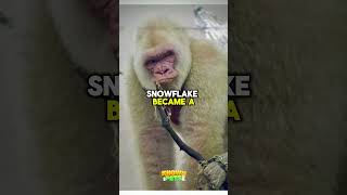 Amazing Albino animals  Gorilla [upl. by Gujral485]