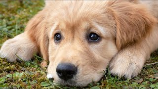 My Biggest Regret Raising My First Golden Retriever Puppy [upl. by Shulins]