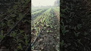 afim ki kheti rj 06 farming kheti dripfarming kishan pmmodi farmerlife indians black gold [upl. by Secilu703]