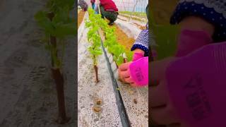 Grape Seedling Technique Full Steps satisfying HappyFarm85 [upl. by Yks]