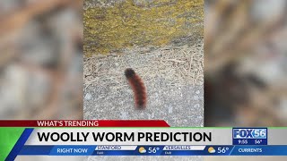 Unpacking the legend of the woolly worm What do they say about Kentuckys winter this year [upl. by Adnihc]