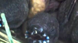 14 day old Gouldian Finch baby birds in nest begging and snoozing together [upl. by Elegna]