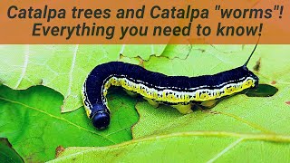 Catalpa Worms are actually caterpillars Learn all about their relationship with Catalpa trees [upl. by Kiehl]