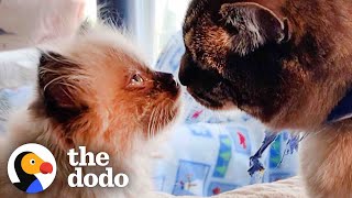 Dad Brings in a Tiny Kitten to Keep His Clingy Cat Company  The Dodo Cat Crazy [upl. by Atnomed]