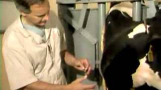 Intravenous injection and blood sample collection in a cow [upl. by Aita491]