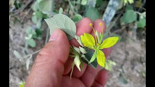 Capparicordis tweediana  flora argentina  Capparis tweediana  Membrillo del monte  Meloncillo [upl. by Okkin240]