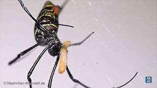 Nephila inaurata is eating [upl. by Viridis398]