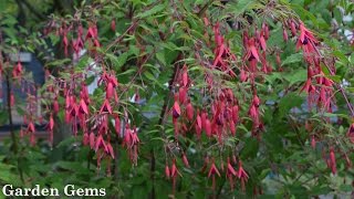 Hardy Fuchsia Fuchsia magellanica [upl. by Arihsan]