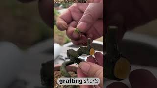 bonsai tree grafting lesson practice l grafting shorts [upl. by Maleki492]