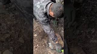 The process of collecting honey from underground hives [upl. by Ssidnac]