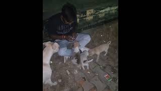 Animal Rescue Team Mainpuri pls support kro dosto doglover dog animal [upl. by Ellennahs]