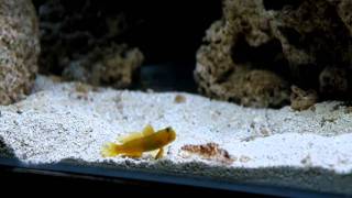 Yellow Watchman Goby and Tiger Pistol Shrimp Initial Pairing Pair First Time [upl. by Tnahs992]