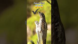 Potoo Bird 😱 Documentary in Hindi [upl. by Nueoht320]