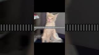 ITS A CALMING NOTION notion therareoccasions songoftheday cat  funny catsofyoutube catedit [upl. by Lehcim]