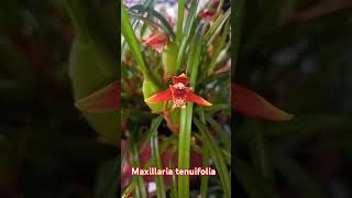 dicas Maxillaria tenuifolia [upl. by Rovaert879]