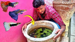 சிமெண்ட் தொட்டியில் உள்ள மீன்கள்  Imported Guppy Fish Tank Setup  Vijay Vlogs [upl. by Nawor]