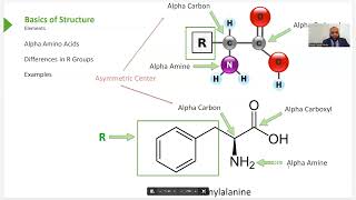 Biochemistry Hemoglobin Myoglobin Amino Acids and Proteins [upl. by Cicily]