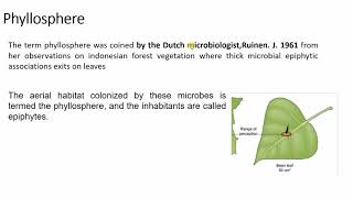 rhizosphere and phyllosphere [upl. by Enirehtak]