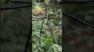 beauty of a spiderNephila pilipesgolden orb weaver [upl. by Lynelle]