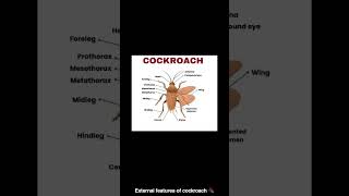 morphological diagram or cockroach 🪳3d picture [upl. by Niffirg]