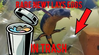 Rare Newt Lays Eggs In Trash [upl. by Eenerb893]