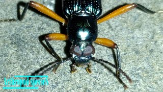 Insect Species  Darkling Beetle  Redlegged Darkling Beetle Strongylium erythrocephalum [upl. by Enajaras]