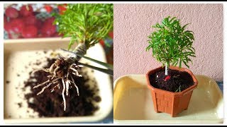 How To Grow Aralia From Cutting  Fusion Of Multiple Branch Cutting In Aralia amp its Repotting [upl. by Neufer]