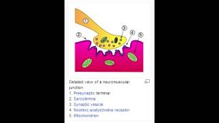 Neuromuscular Blocking Drugs  Depolarizing amp Nondepolarizing [upl. by Garlan]