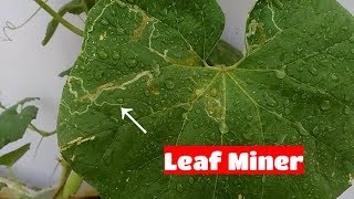 लीफ माईनरLeaf Miner  पर्ण सुरंगक की रोकथाम व बचाव के तरीके  Indian Gardener [upl. by Robet]