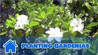 Gardening Tips  Planting Gardenias [upl. by Alleinad]