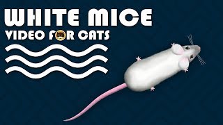 CAT GAMES  Catching White Mice Mouse Video for Cats to Watch  CAT amp DOG TV [upl. by Lasala552]