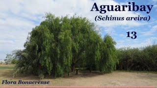 Aguaribay Schinus areira  FB  013 [upl. by Renie]