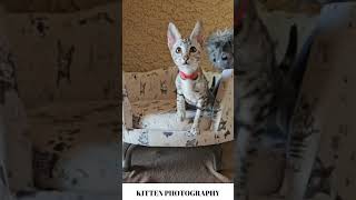 Savannah Kitten Photography [upl. by Granese38]