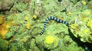 Laticauda colubrina Yellow lipped sea krait [upl. by Granese]