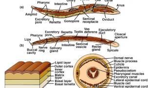 Phylum Nematoda Part 1 Notes [upl. by Mcclure]