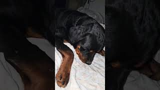 Tyson11mnths Enjoying a peppermintthe chew sounds rottweilerpuppy rottweiler trending funny [upl. by Cyprian114]