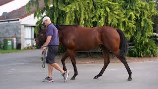 Ardrossan Colt NELLIE BLY COLT [upl. by Fancy]