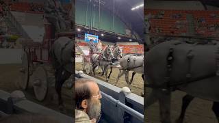 Carriage horse competition winners TheBigEFair 2024 [upl. by Bigod]