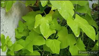 Beautiful perennial plant for hanging baskets Sweet Potato Vine Care [upl. by Aihcsrop]