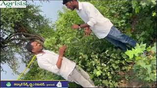 Kurnool Seeds Hybrid Cotton  Master Neo 1601 BG II [upl. by Alilak644]