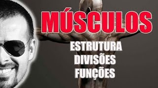 Sistema Muscular Estrutura divisões e funções dos músculos esqueléticos  VídeoAula 021 [upl. by Myrta]