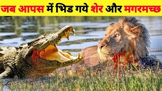 Giant Nile Crocodile Attacks Lion To Reclaim Stolen Prey Terrible Tragic Ending Happened Suddenly [upl. by Adolfo370]