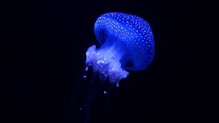 A Jellyfish Glowing In Dark Water [upl. by Inah]